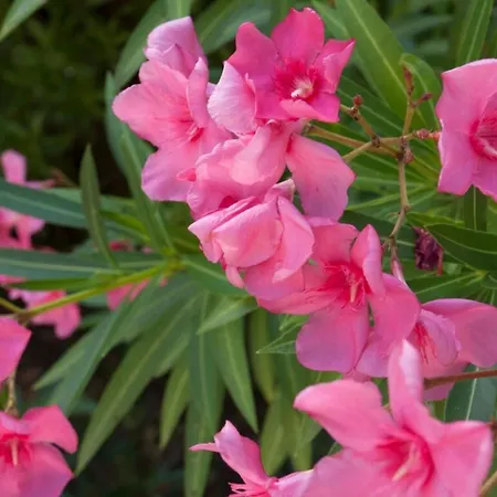 Karisma * Biguglia (Corsica)