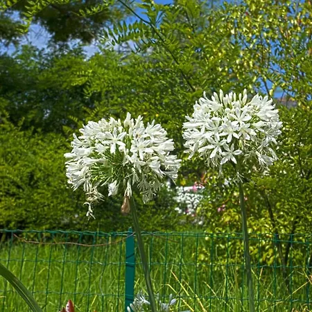 Karisma * Biguglia (Corsica)