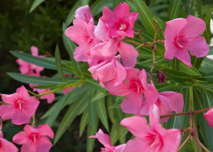 Karisma * 比古里亚