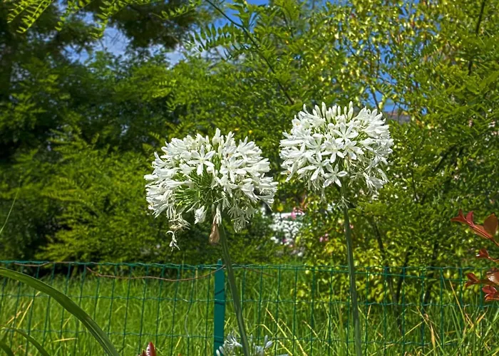 Karisma * 比古里亚